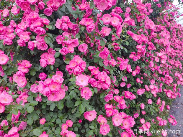 哪里有藤本月季花木賣？哪有大型爬藤月季基地？(圖1)