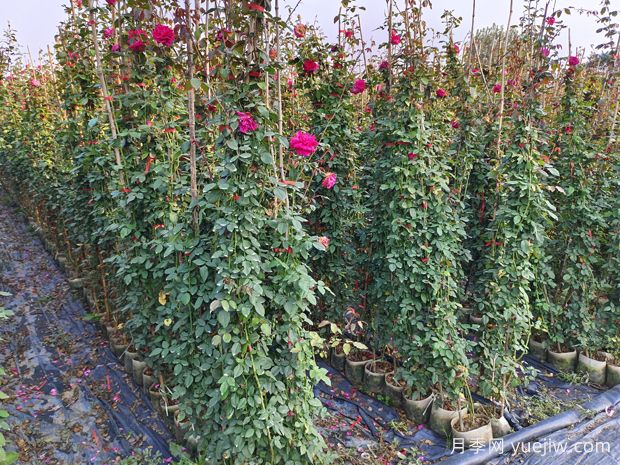 哪里有藤本月季花木賣？哪有大型爬藤月季基地？(圖2)