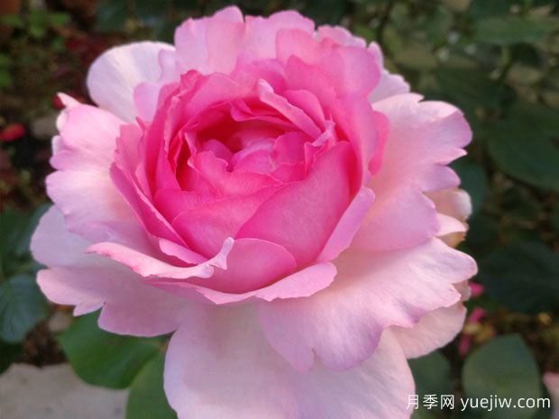 伊芙系列月季，花大濃香多季開(kāi)花的月季(圖1)