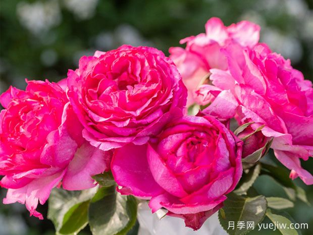 伊芙系列月季，花大濃香多季開(kāi)花的月季(圖2)