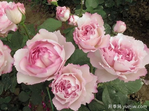 伊芙系列月季，花大濃香多季開(kāi)花的月季(圖3)