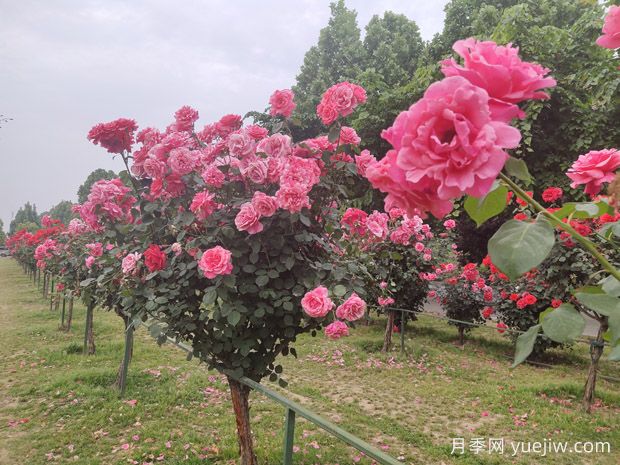 學(xué)會(huì)培育樹狀月季，美麗花園輕松擁有(圖3)