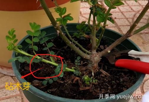 春天月季腳芽要抹掉嗎？這3種情況需要處理掉(圖1)