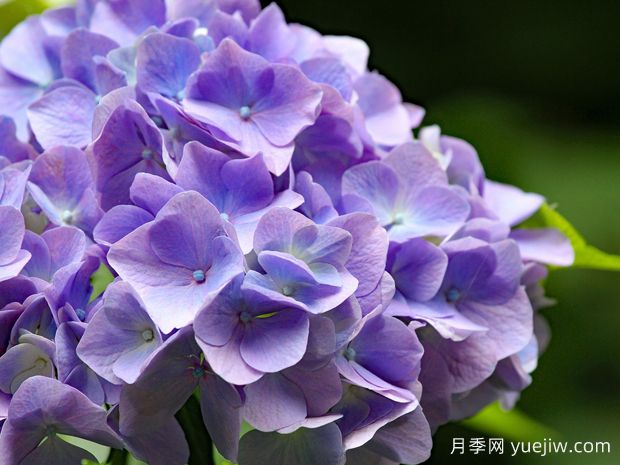 繡球什么時候開花？一年開幾次花？不開花的原因？(圖1)