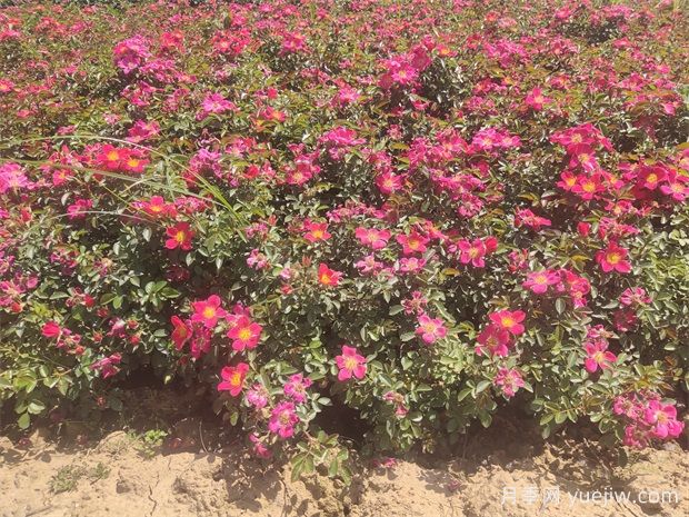 月季盆栽土壤保持適宜濕度的4大好處，附帶3種檢測方法(圖1)