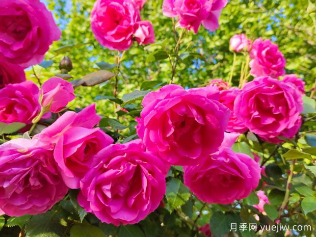 春天月季花養(yǎng)護(hù)技巧，讓家中月季花開不斷(圖1)
