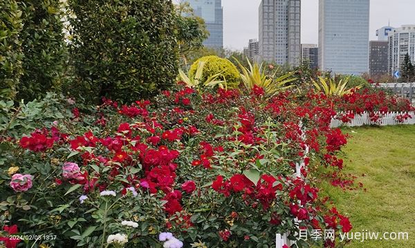 廣州赤坭近千畝七彩月季綻放，一場(chǎng)春天的浪漫之約(圖1)