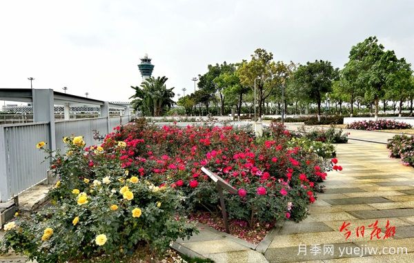 廣州赤坭近千畝七彩月季綻放，一場(chǎng)春天的浪漫之約(圖2)