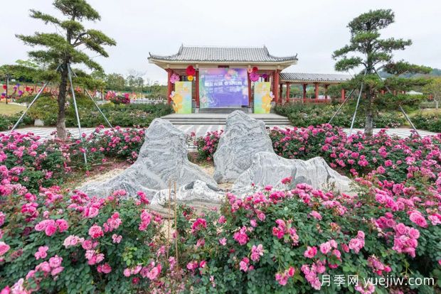 五園聯(lián)動(dòng)，2024深圳月季賞浪漫進(jìn)行中(圖2)