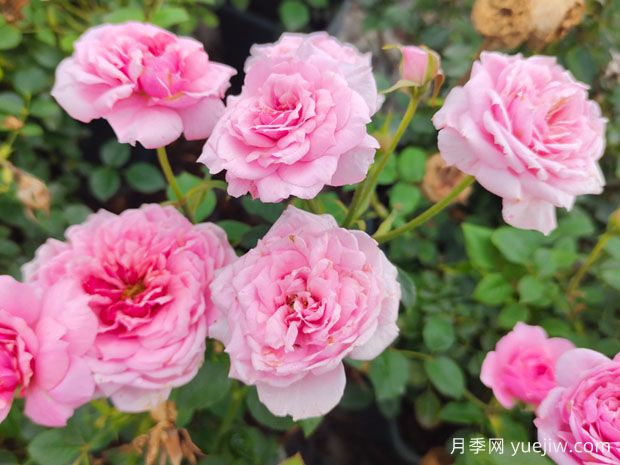 月季、玫瑰、薔薇之間有什么關(guān)系？(圖3)