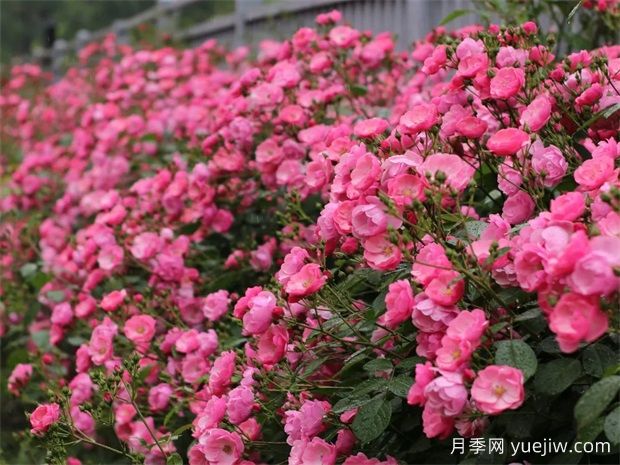 金華職院月季花墻，校園美麗多彩(圖1)