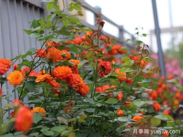 金華職院月季花墻，校園美麗多彩(圖2)