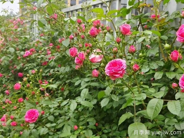 金華職院月季花墻，校園美麗多彩(圖3)