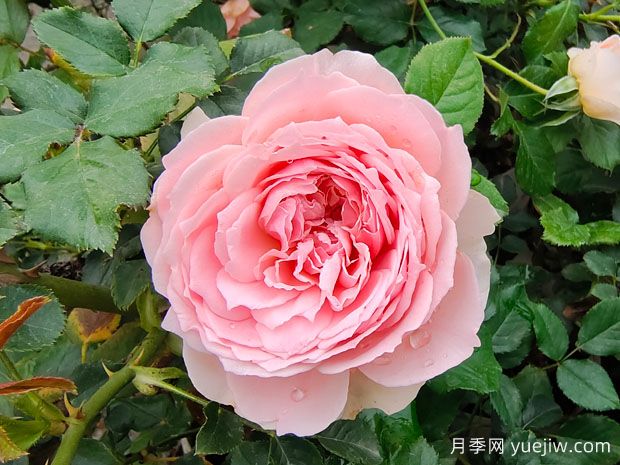 非常值得養(yǎng)的6種月季花，花美抗病四季開花(圖1)