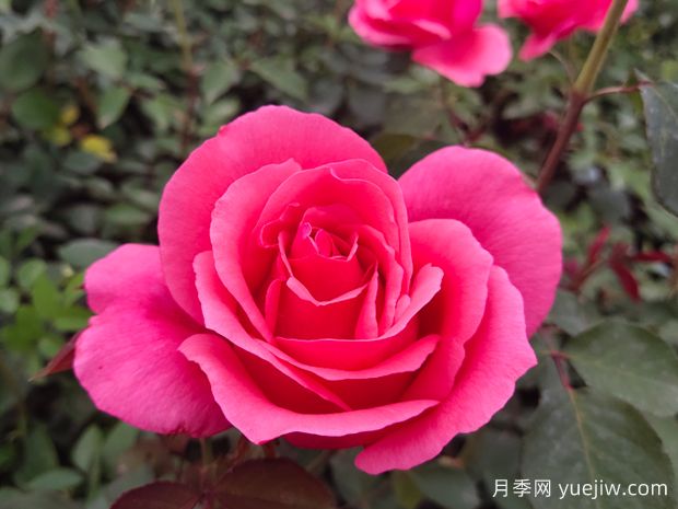 常見的大花月季花品種主要有哪些？(圖2)