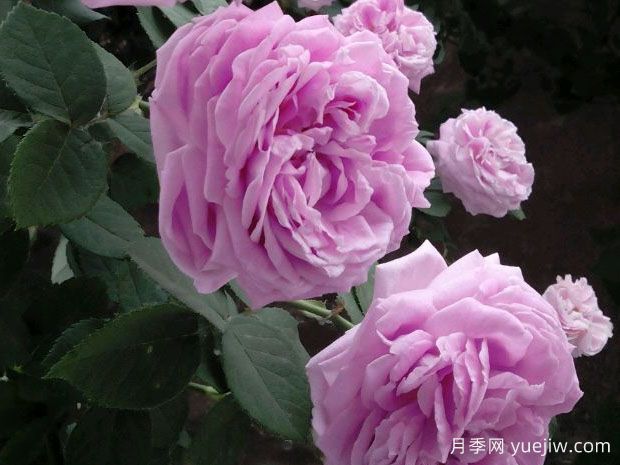 藍(lán)月季的花語(yǔ)是什么？(圖1)