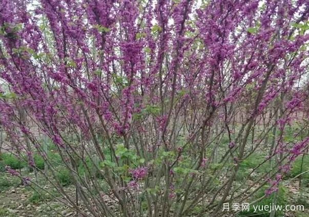 紫荊樹與叢生紫荊的區(qū)別？(圖1)