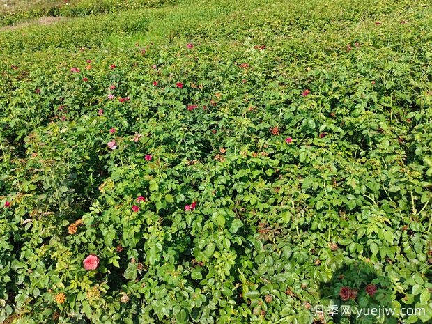 ?薔薇如何開花繁茂？薔薇花與月季花怎么區(qū)別？(圖2)
