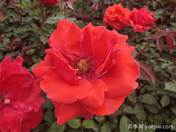 月季之韻，邂逅世間絕美的花中皇后(圖1)
