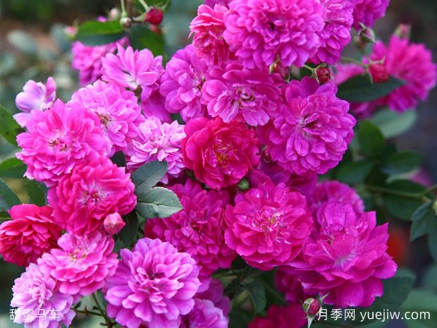 推薦3種微型月季花開不停，園林和陽臺都適用(圖2)