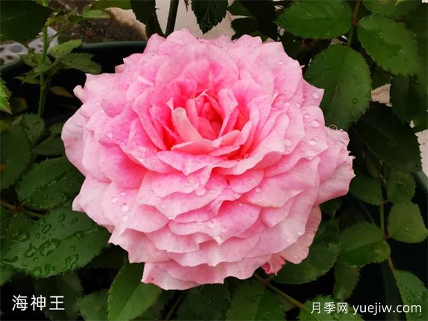 推薦3種微型月季花開不停，園林和陽臺都適用(圖3)