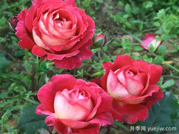 馬薩德醫(yī)生月季零差評，美麗芳香近乎完美(圖1)