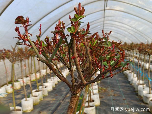 早春養(yǎng)月季，澆水抹芽施肥，生長開花不用愁(圖2)