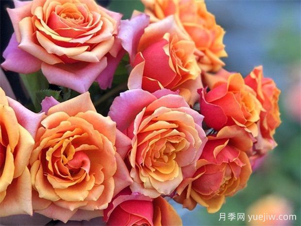 12個(gè)永遠(yuǎn)系列月季品種，開(kāi)花勤不占地，小陽(yáng)臺(tái)首推(圖1)