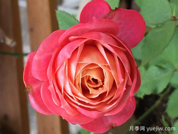 陽臺經(jīng)典盆栽月季品種推薦(圖3)