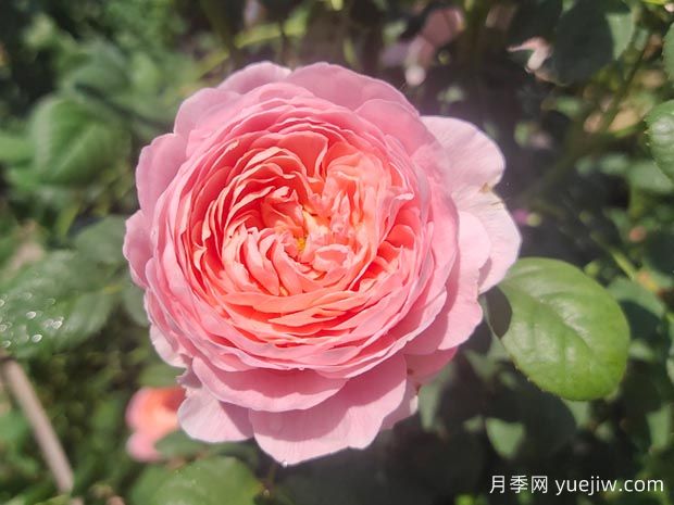 瑞典女王月季的品種介紹和優(yōu)缺點(diǎn)(圖2)
