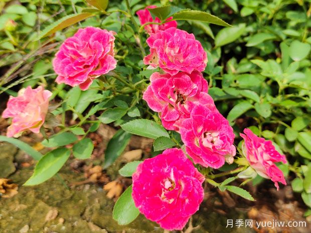精挑細(xì)選30個(gè)迷你月季品種，用于小空間景觀(圖3)