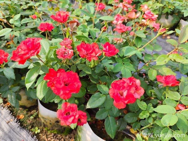 月季花換盆后要澆水嗎？(圖1)