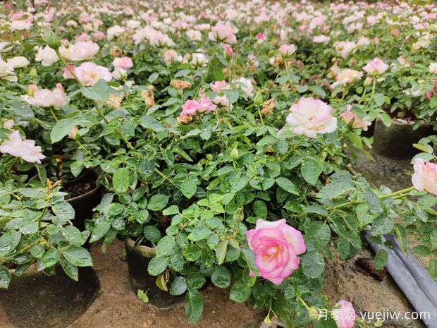 月季花澆水時(shí)間和正確方法(圖1)