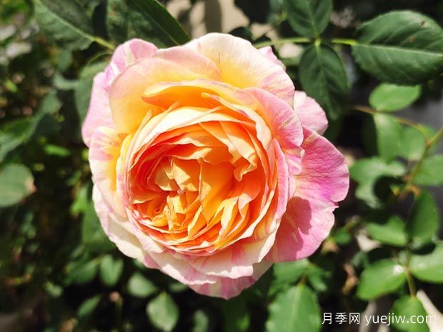 莫奈月季的優(yōu)缺點是什么？介紹(圖1)
