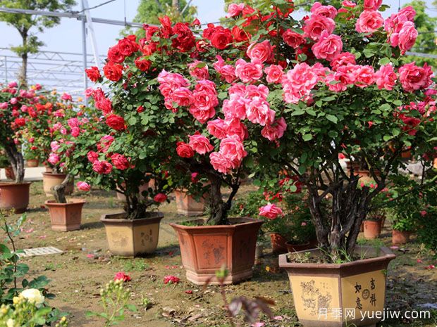?樹狀月季春季花后修剪攻略，復(fù)花靠剪(圖1)