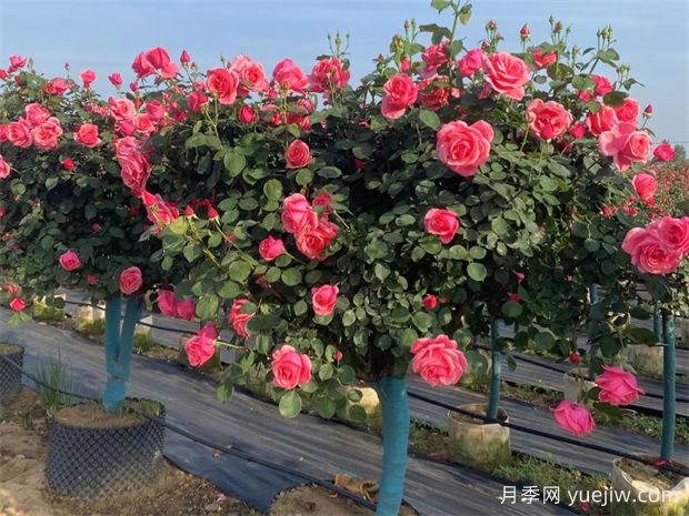 ?樹狀月季春季花后修剪攻略，復(fù)花靠剪(圖3)