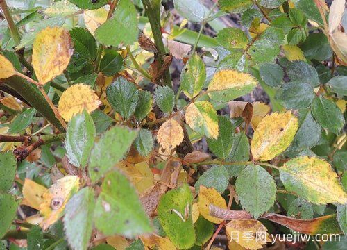 月季葉子發(fā)黃一碰就掉怎么補(bǔ)救？(圖1)