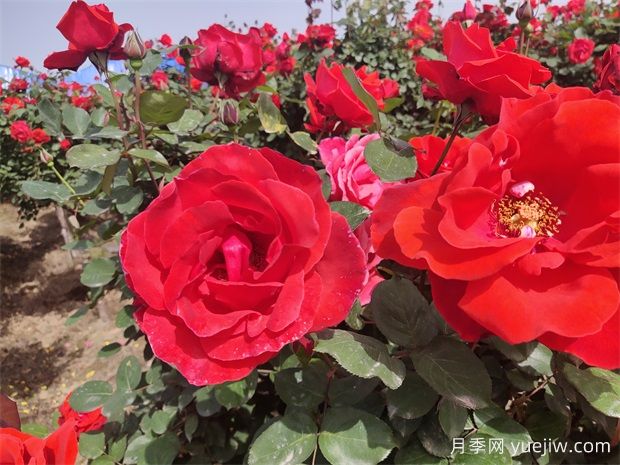 月季、玫瑰、薔薇分別是什么？如何區(qū)別？(圖1)