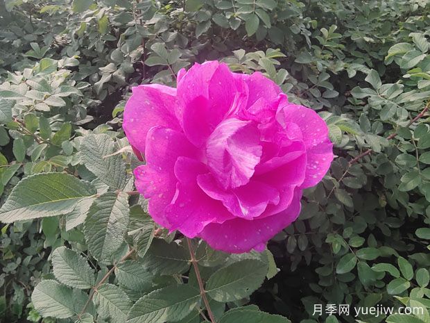 月季、玫瑰、薔薇分別是什么？如何區(qū)別？(圖3)