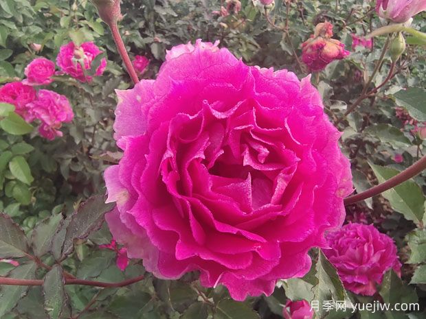 天方夜譚月季，讓陽臺芬芳四溢(圖1)
