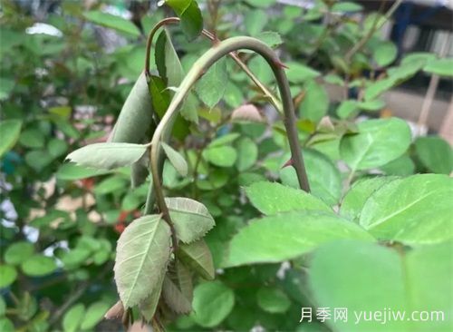 頸蜂，月季頭號蟲害(圖1)
