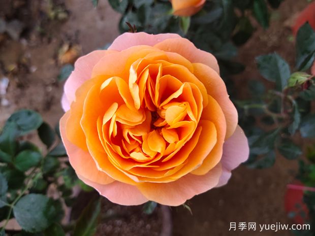 什么品種的月季花好看好養(yǎng)？ (圖1)