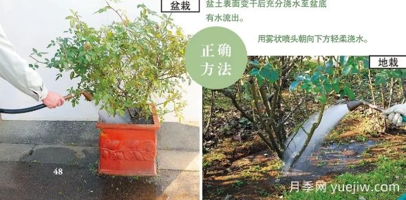 一文匯總種好月季的所有秘訣！(圖3)