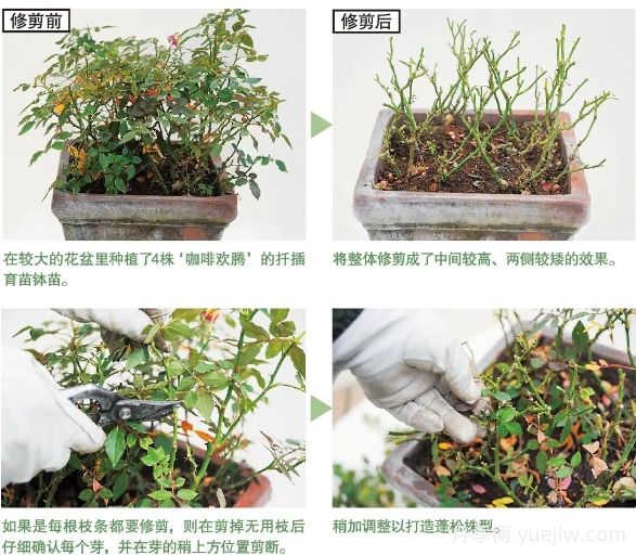 一文匯總種好月季的所有秘訣！(圖4)