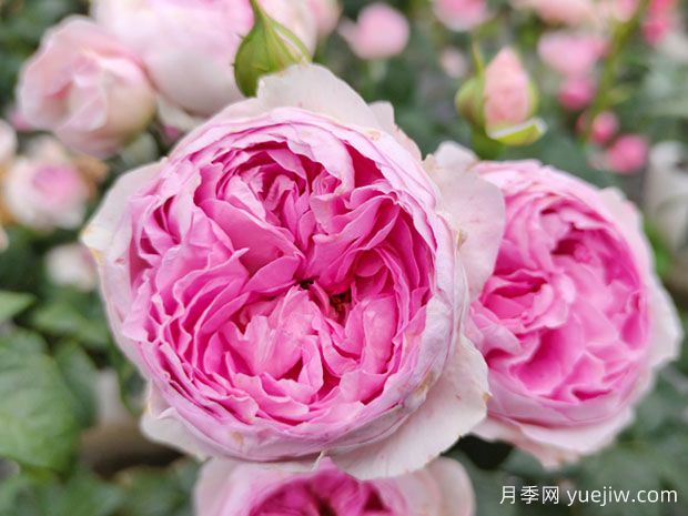 為什么你的盆栽盆栽不開花？導(dǎo)致月季不開花的原因(圖1)