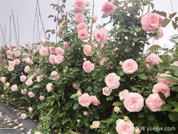 月季之美，月季花的絢爛篇章(圖1)