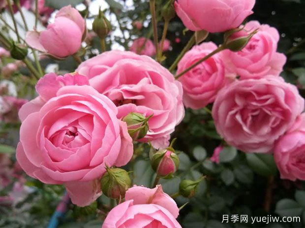大游行、艾拉絨球、粉色達(dá)芬奇，藤本月季的比較(圖3)