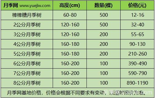 2024年不同規(guī)格月季樹多少錢一棵？樹狀月季價格表？(圖3)