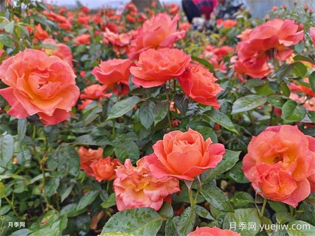 月季花大膽去追肥，以磷鉀肥為主促進(jìn)開花量(圖1)