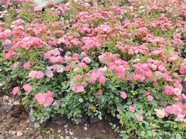 月季花大膽去追肥，以磷鉀肥為主促進(jìn)開花量(圖2)